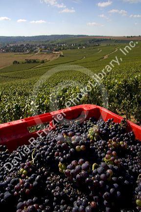Harvested grapes from a vineyard in the Champagne province of northeast France.