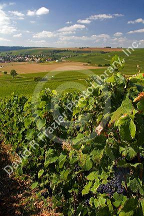 Grapes grow on the vine in the Champagne province of northeast France.