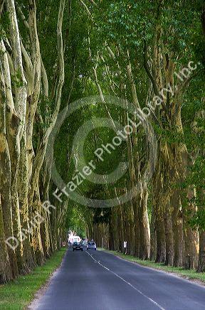 Tree lined road near the commune of Damery in the Champagne province of northeast France.