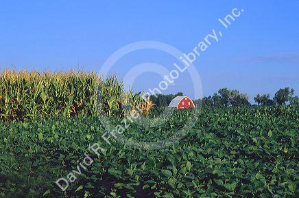 Red barn with corn and soy bean field in the foreground South of Seward, Nebraska.