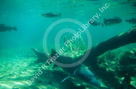 Sturgeon and trout swimming in a viewing pond at Bonneville Dam, Oregon.