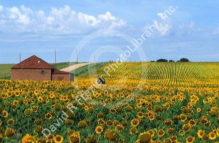 Sunflower field in eastern Colorado.