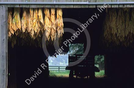 Tobacco drying in a barn near Frankfort, Kentucky.