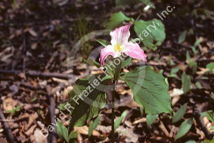 Trillium plant with flowers.