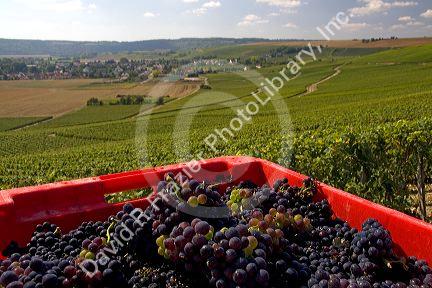 Harvested grapes from a vineyard in the Champagne province of northeast France.
