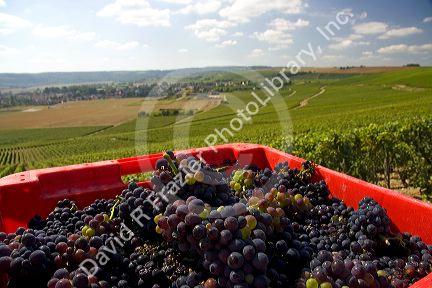 Harvested grapes from a vineyard in the Champagne province of northeast France.