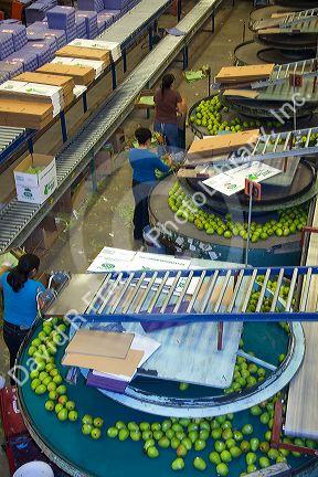 Workers sort and grade apples at the Symms Fruit Ranch packing facility on Sunnyslope Road in Caldwell, Idaho.