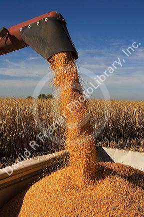Corn harvest in Ada County, Idaho.