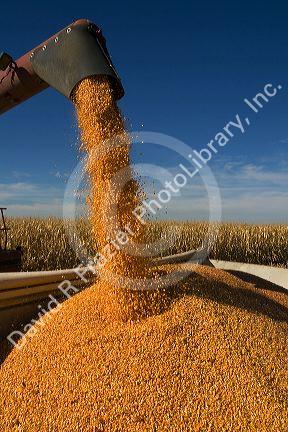 Corn harvest in Ada County, Idaho.
