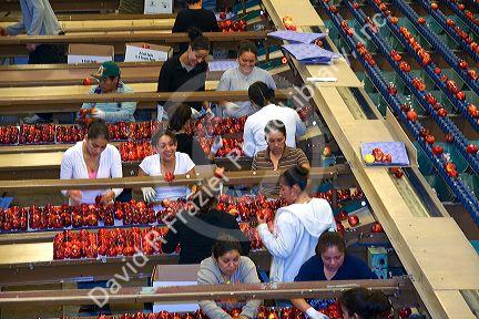 Workers sort and grade apples at the Symms Fruit Ranch packing facility on Sunnyslope Road in Caldwell, Idaho.