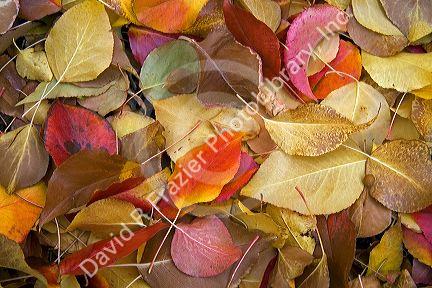 Colorful autumn leaves in Idaho.