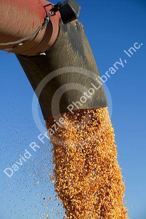 Corn harvest in Ada County, Idaho.