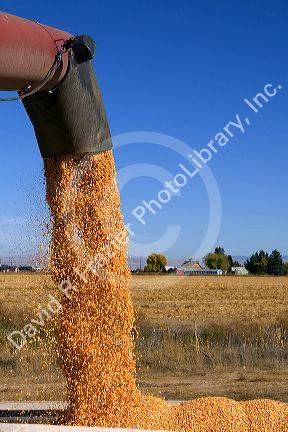 Corn harvest in Ada County, Idaho.