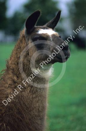 A llama in Stamping Grounds, Kentucky.