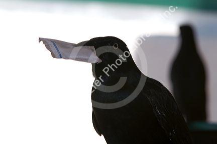 Common Grackle bird stealing a sugar packet in Acapulco, Guerrero, Mexico.