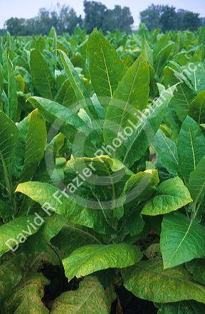 Tobacco plant near Lexington, Kentucky.