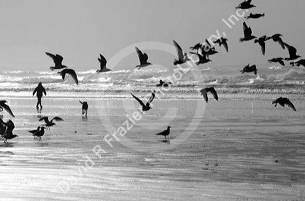 Gulls line the shore of the Pacific Ocean along the Washington coast.
