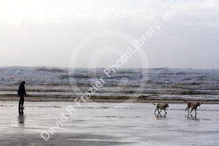 Man walking his dogs on the beach of the Pacific Ocean along the Washington coast.