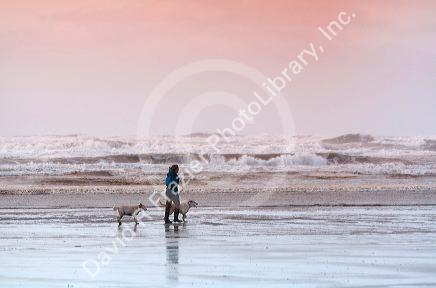 Man walking his dogs on the beach of the Pacific Ocean along the Washington coast.