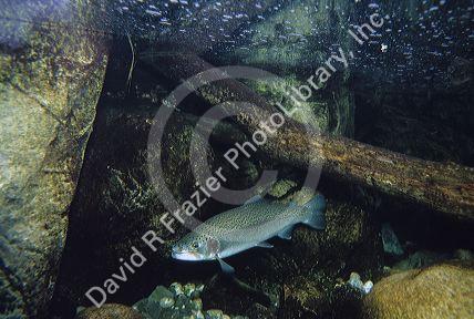 A rainbow trout swimming in a stream.