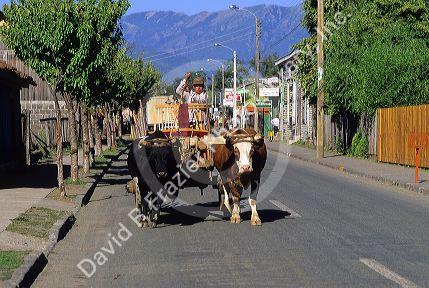Peasant man hauling items with oxen and wagon near Antuco, Chile.
