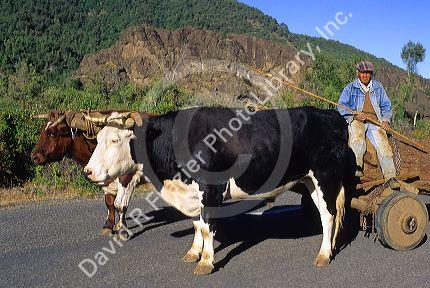 Oxen haul a cart carrying a large log near Antuco, Chile.