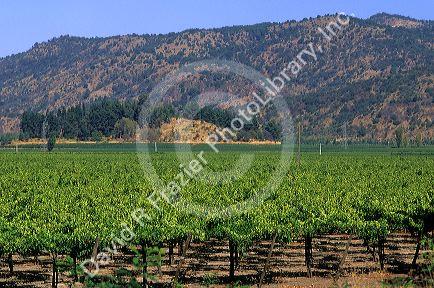 Grape vineyard in the Central Valley near Curico, Chile.