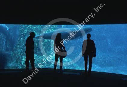 People stand and look into an underwater beluga whale exhibit at the aquarium in Vancouver, Canada.