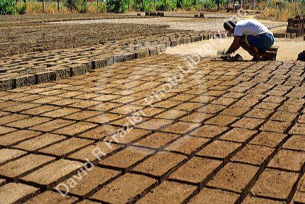 Adobe bricks being made at Talca, Chile.