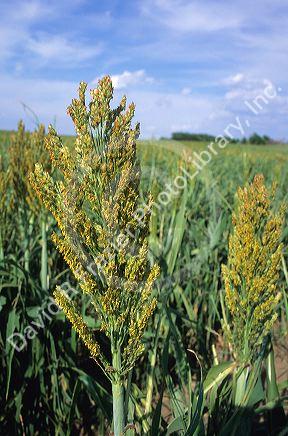 A milo seed head, also known as sorgum. 