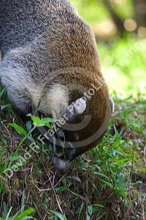 White-nosed Coati in the Arenal Volcano National Park near La Fortuna, San Carlos, Costa Rica.
