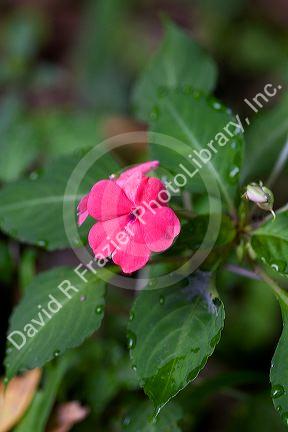Impatien flowering plants grow in the Arenal Volcano National Park near La Fortuna, San Carlos, Costa Rica.