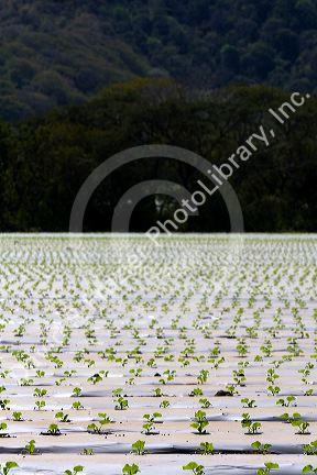 Crop of seedling melon plants under plastic near Nicoya, Costa Rica.