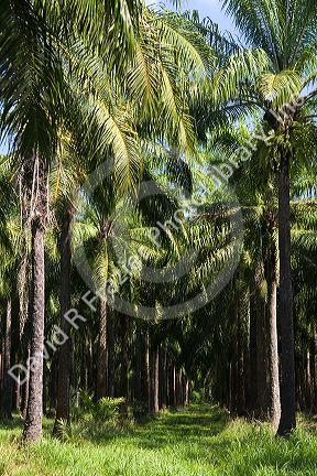 Oil palm plantation near Parrita, Costa Rica.