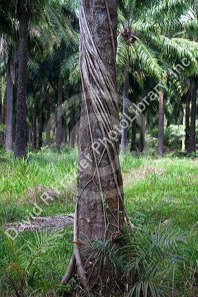 Strangler fig on a palm tree near Parrita, Costa Rica.