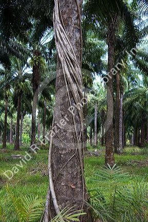 Strangler fig on a palm tree near Parrita, Costa Rica.