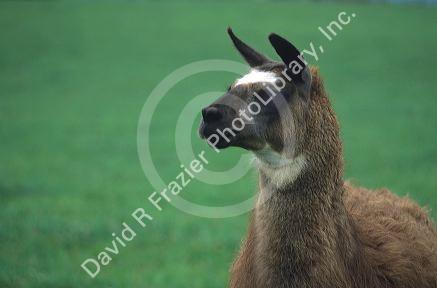 A llama in Stamping Grounds, Kentucky.