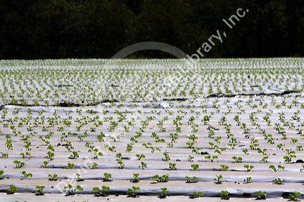 Crop of seedling melon plants under plastic near Nicoya, Costa Rica.