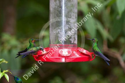 Assorted hummingbirds at the Selvatura Adventure Park located in the Cloud Forest of Monteverde, Costa Rica.