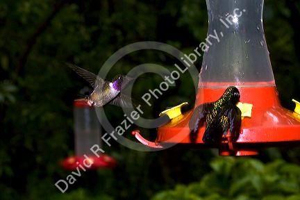 Hummingbirds at the Selvatura Adventure Park located in the Cloud Forest of Monteverde, Costa Rica.