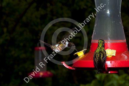 Hummingbirds at the Selvatura Adventure Park located in the Cloud Forest of Monteverde, Costa Rica.