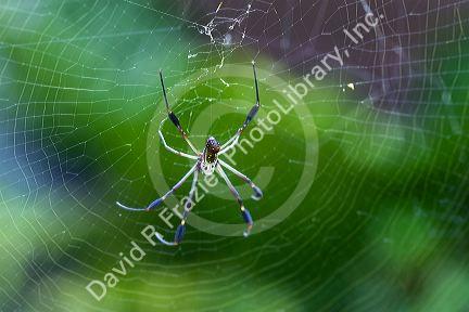Golden orb-web spider in the Veragua Rainforest near Limon, Costa Rica.