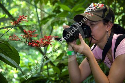 Tourists taking photos of butterflies in the Veragua Rainforest Research and Adventure Park near Limon, Costa Rica.