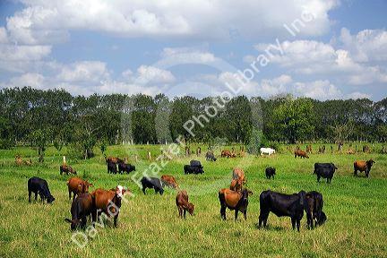 Cattle graze on farmland near Aguas Zarcas, Costa Rica.