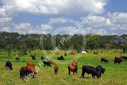 Cattle graze on farmland near Aguas Zarcas, Costa Rica.