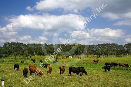 Cattle graze on farmland near Aguas Zarcas, Costa Rica.