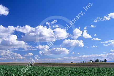 Tractor plowing  a field in Canyon County, Idaho.