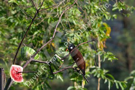 Male Montezuma Oropendola tropical icterid bird in the Arenal Volcano National Park near La Fortuna, San Carlos, Costa Rica.