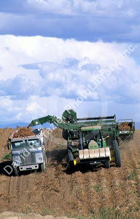 Potato harvest in Canyon County, Idaho.