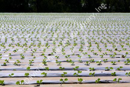 Crop of seedling melon plants under plastic near Nicoya, Costa Rica.